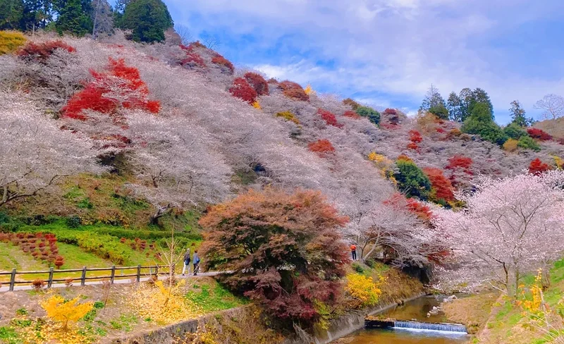 Gifu: Torokei Mountain Eihoji Temple & Korankei "Cherry Blossom and Maple Leaf Frame" Day Tour (Including Lighting) (Depart from Nagoya)