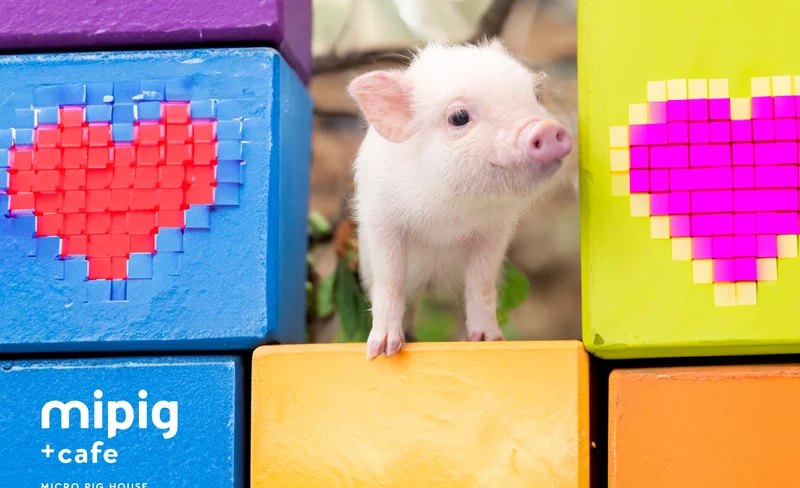 Micro Pig Cafe Experience in Ikebukuro Tokyo