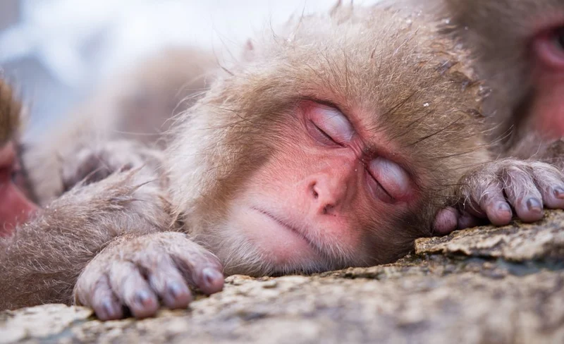 Winter Tour From Nozawa Onsen: Snow Monkeys, Zenko-ji Temple & Sake