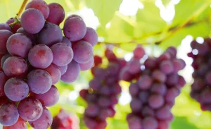 Yamagata Fruit-Picking & Ginzan Onsen One Day Tour from Sendai