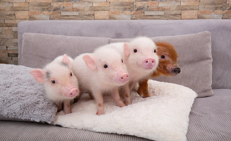 Micro Pig Cafe Experience in Meguro Tokyo