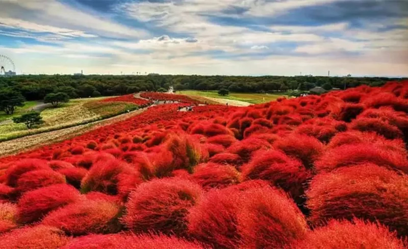 Hitachi National Seaside Park , Mito Kairakuen Park Trip from Tokyo