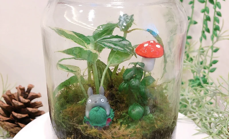Plant Terrarium DIY Experience in Taichung