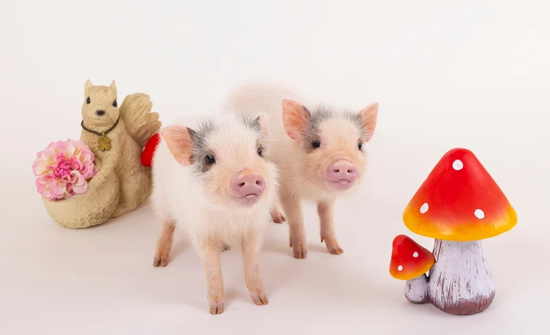 Micro Pig Cafe Experience in Hokkaido