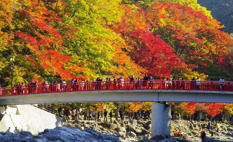 Autumn only: Korankei autumn leaves & Obara Shikizakura bus tour (departing from Nagoya)