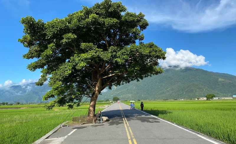 Taitung Car Rental with driver : Brown Avenue (departing from Taitung)