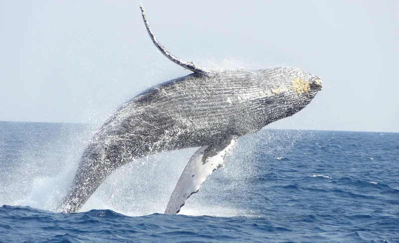 Okinawa Winter Whale Watching: Departing from Naha (includes free pick-up and drop-off at designated locations, photography, and whale brochure)