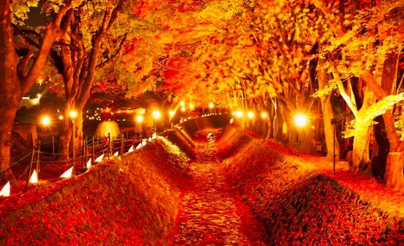 [Limited-time Mt. Fuji and Lake Kawaguchi Fall Foliage Festival Illumination] Katsunuma Herb Garden Travel Diary & Grape All-You-Can-Eat Day Tour