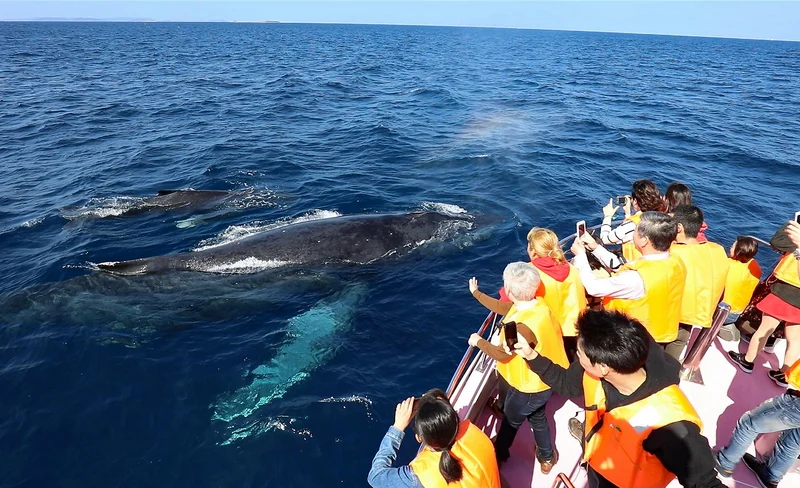 Whale Watching in Okinawa (Naha Departure)