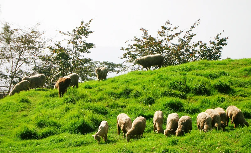 Cingjing Farm 2-Day & 3-Day Tour (Departing from Taichung)