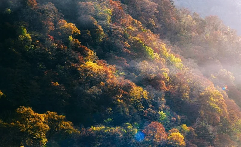 Customized private chartered one-day tour of Nikko | Round trip to Tokyo | Check in the beautiful natural scenery