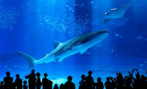 Okinawa Churaumi Aquarium & American Village Tour from Naha/Chatan