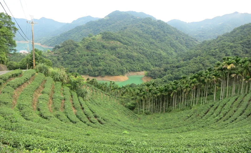 Pinglin and Maokong Tea Culture Day Tour from Taipei