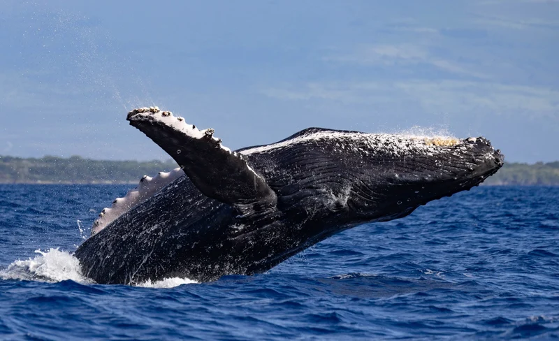 Classic Whale Watching Tour in Maui