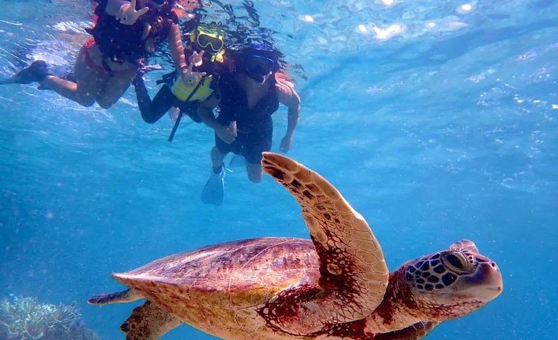 Miyakojima Sea Turtle Snorkeling Half-Day Experience (Okinawa)