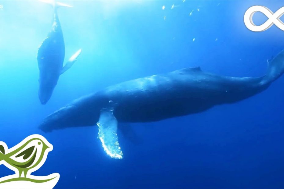 The Meditative Sounds of the Sea • Deep Underwater