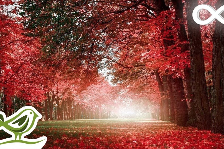 30 Minutes of Beautiful Romantic Music: Guitar Music, Violin Music, Cello Music, Piano Music ★74