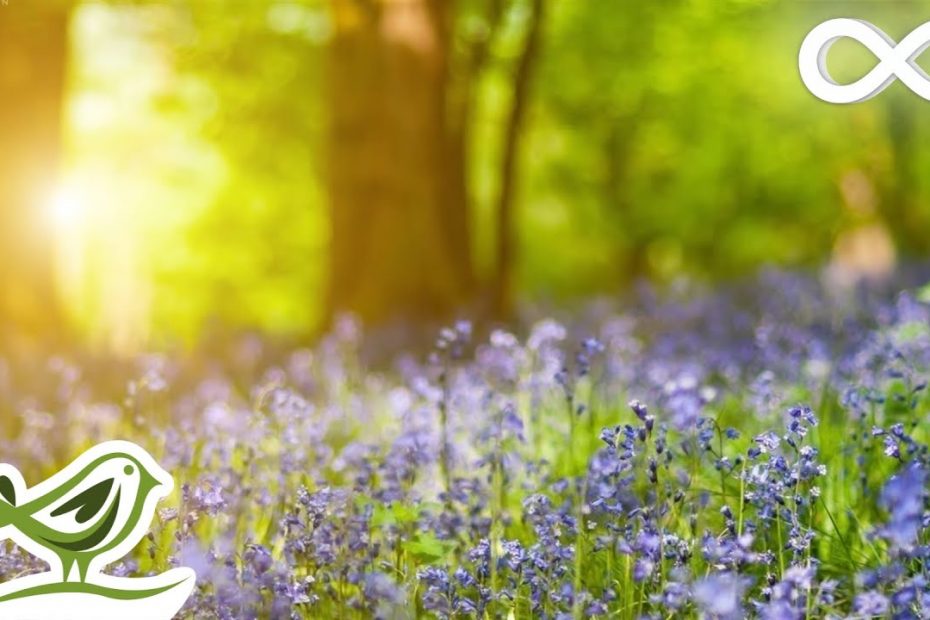 Relaxing Piano Music - Beautiful Relaxing Music, Sleep Music & Study Music
