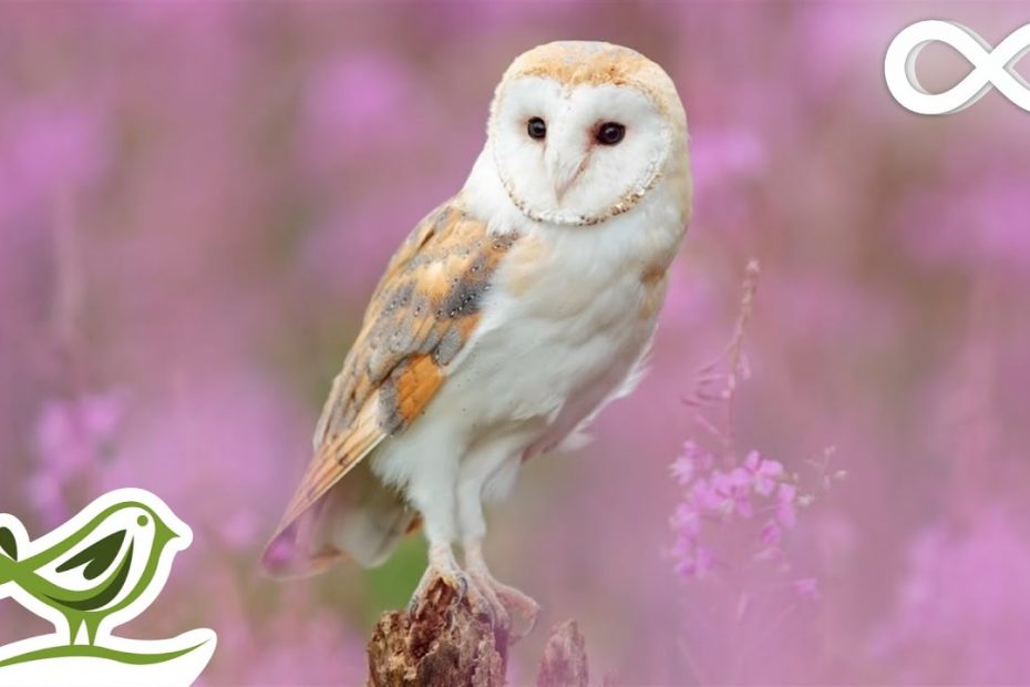 Relaxing Piano Music: Beautiful Music, Romantic Music, Relaxing Music, Sleep Music ★136