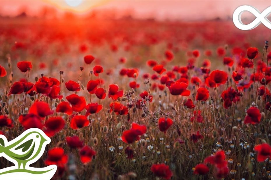 Rose Petals: Beautiful, Romantic & Relaxing Piano Music by Peder B. Helland