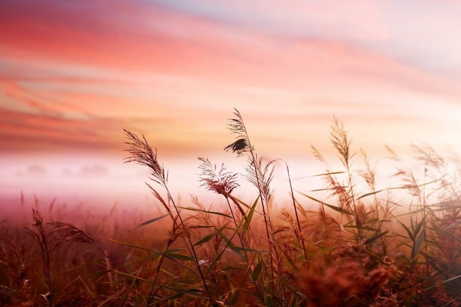 Relaxing Piano Music: Sleep Music, Relaxing Music, Soft Sleeping Music, Fall Asleep ★129