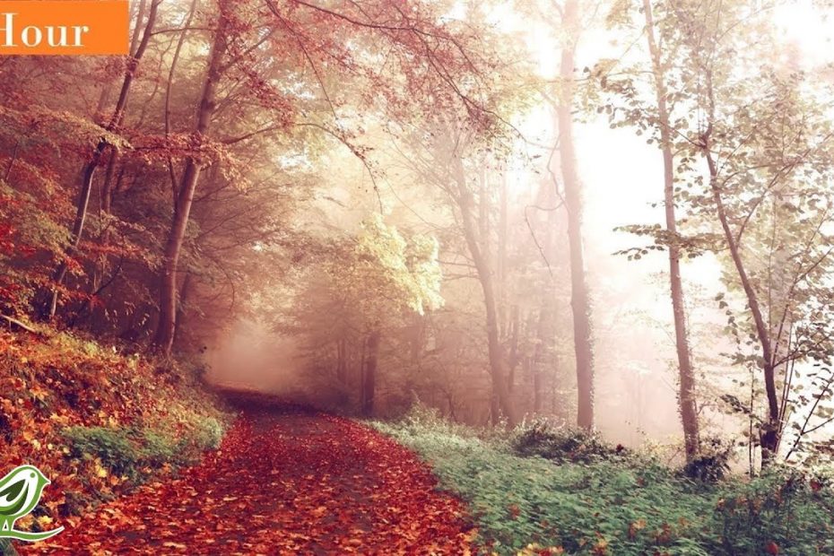 1 Hour of Beautiful & Relaxing Harp Music ★6