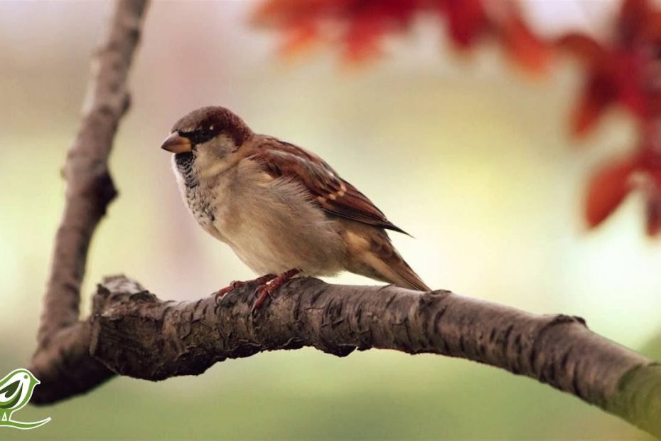Pachelbel's Canon In D | Relaxing Harp Music | Beautiful Classical Music ★19
