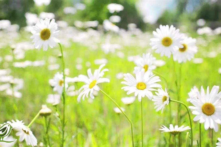 Relaxing Piano Music: Relaxation, Sleep, Meditation & Background ★4