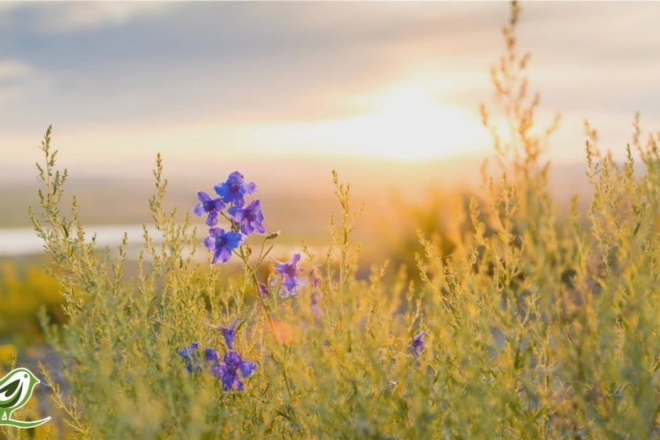 3 Hours of Relaxing & Beautiful Piano Music