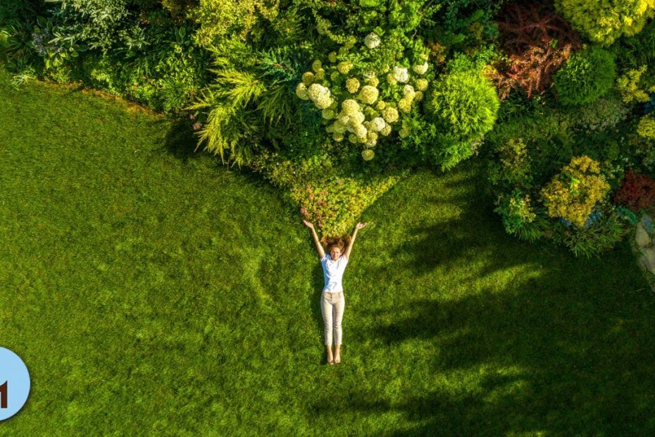Il Canto della Foresta: Suoni Rilassanti della Natura con Musica in Sottofondo