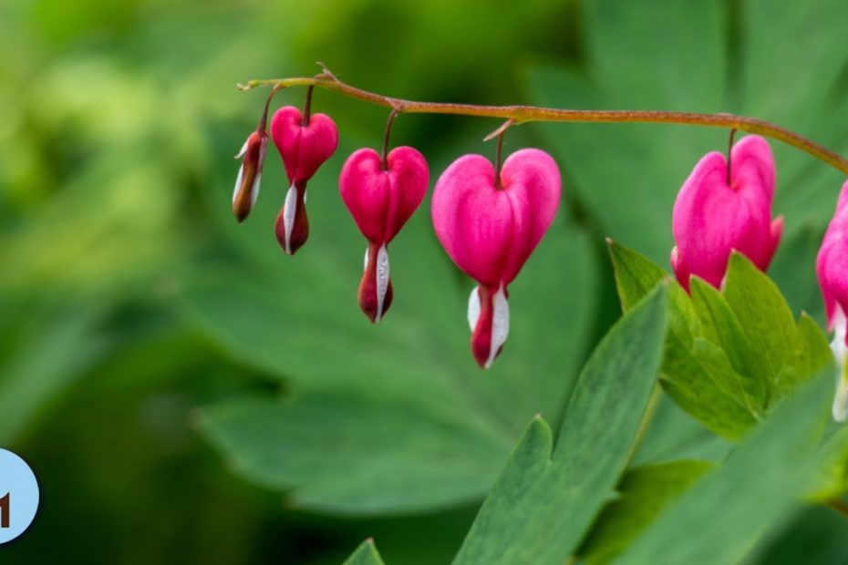8 HOURS Calming Music for Highly Sensitive People (for Tensions, Panic Attack, Anxiety) ♬822