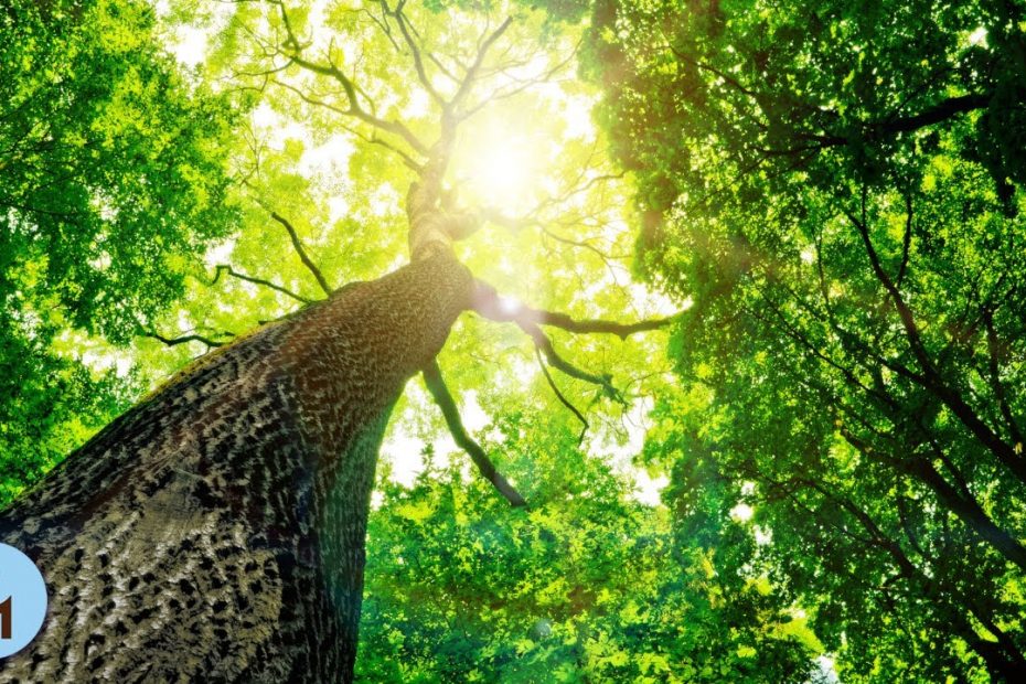 Forêt Tropicale 1 HEURE de Musique Apaisante, Detente et Bien Être, Sons de Pluie et d'Oiseaux