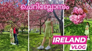 Cherry Blossom in Herbert Park, Ireland - Malayalam Travel vlog
