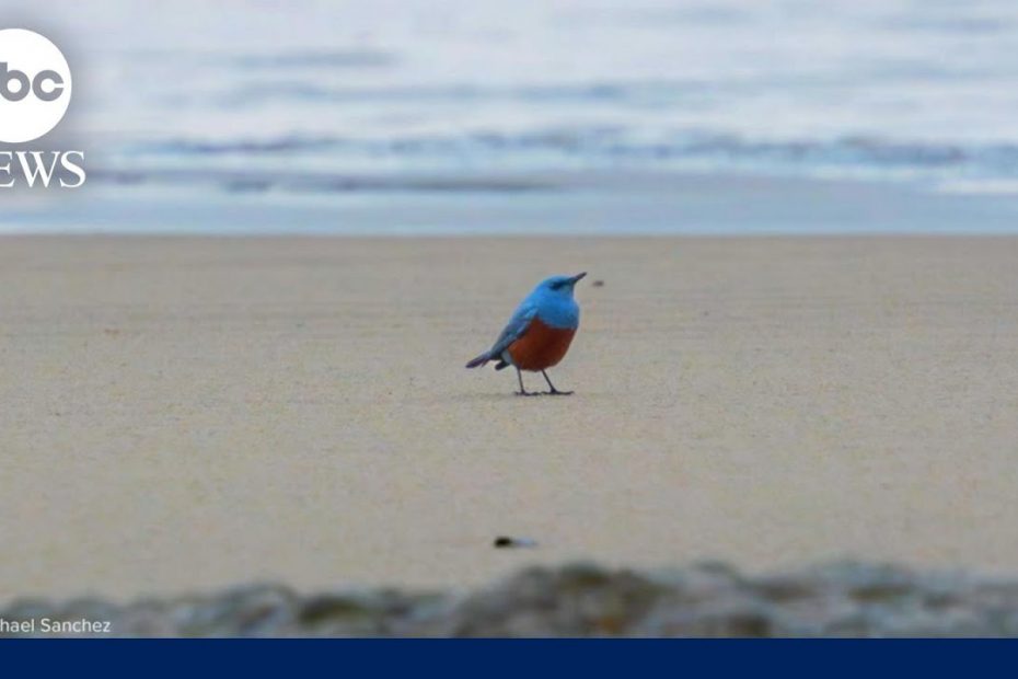 'Very rare' bird spotted in Oregon, first reported sighting in U.S. history