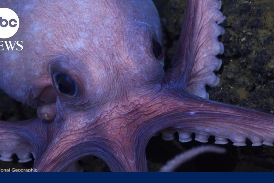 Secrets of the Octopus