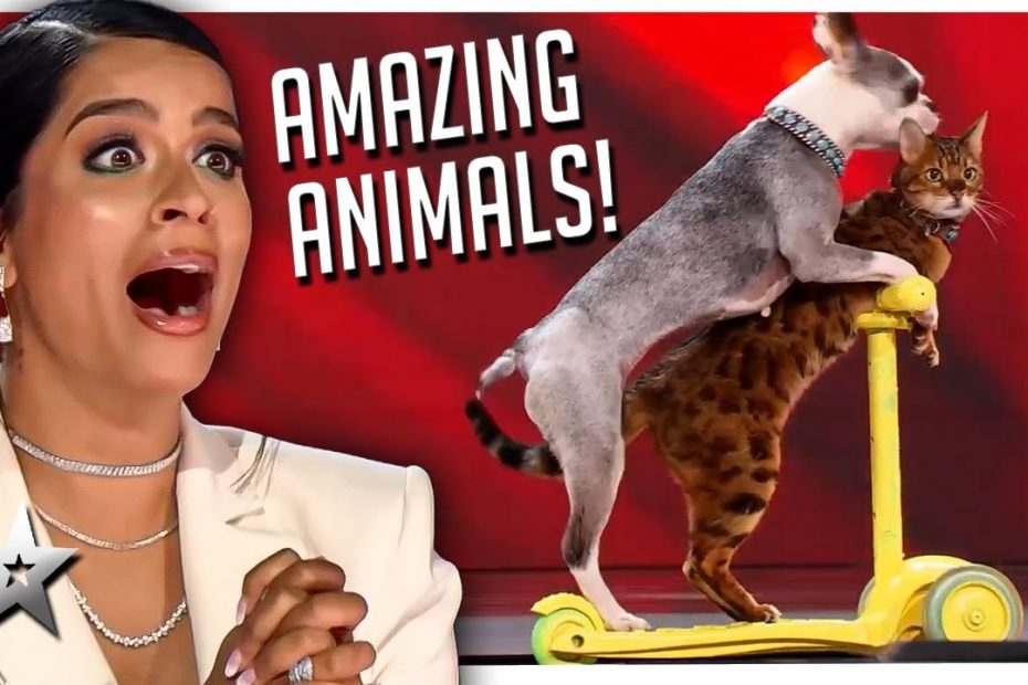 Amazing Animal Auditions on Canada's Got Talent!