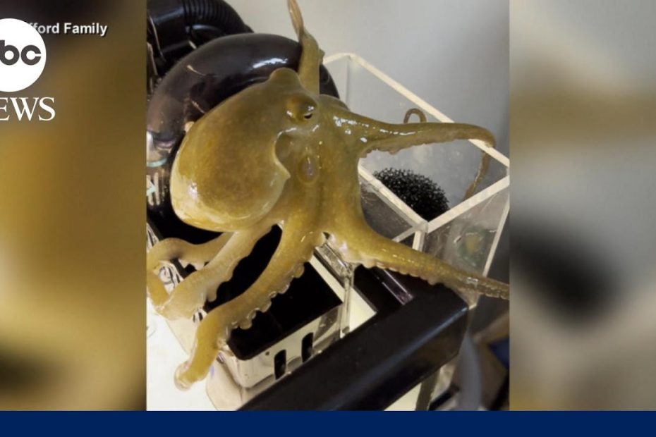 Father and son go viral after their pet octopus gives birth to 50 babies