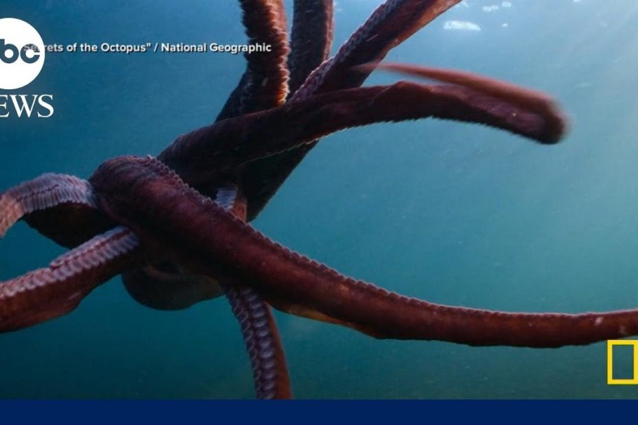 New National Geographic docuseries explores the ‘Secrets of the Octopus’