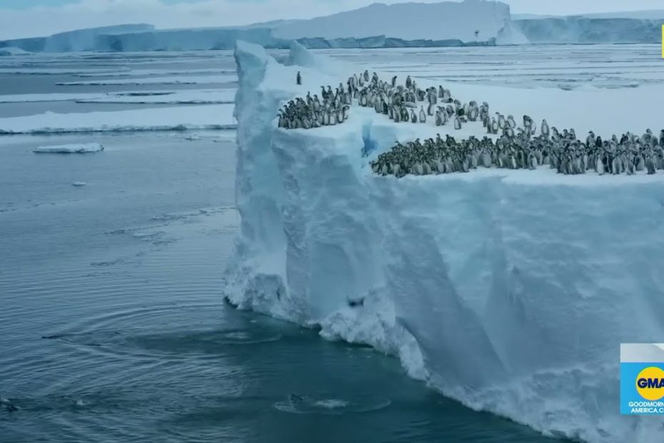 Baby penguins cliff-dive in adorable clip