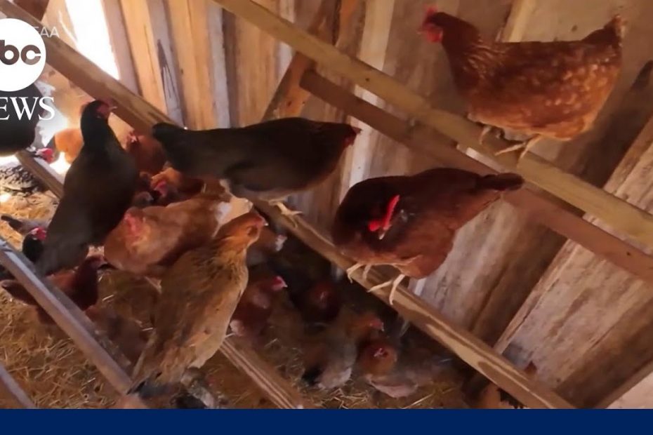 CDC issues urgent alert bird flu