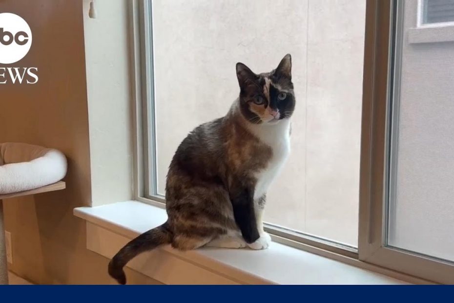 Cat shipped in Amazon return package reunited with owners