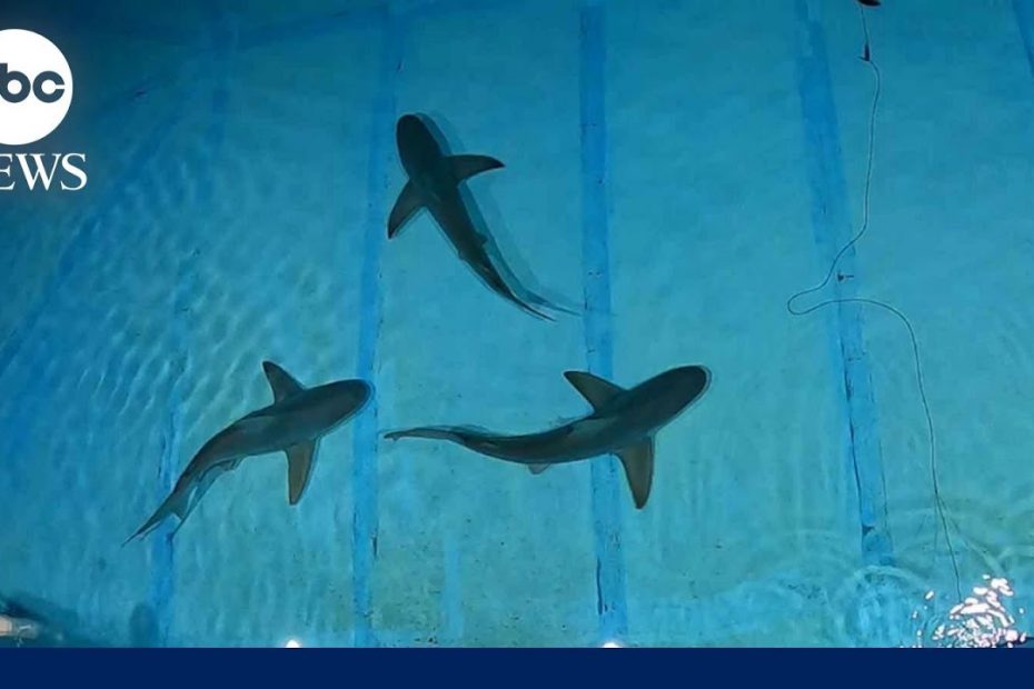 How researchers are experimenting with curbing human-shark interactions