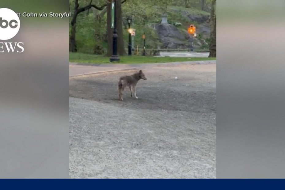 Coyote spotted roaming in Central Park
