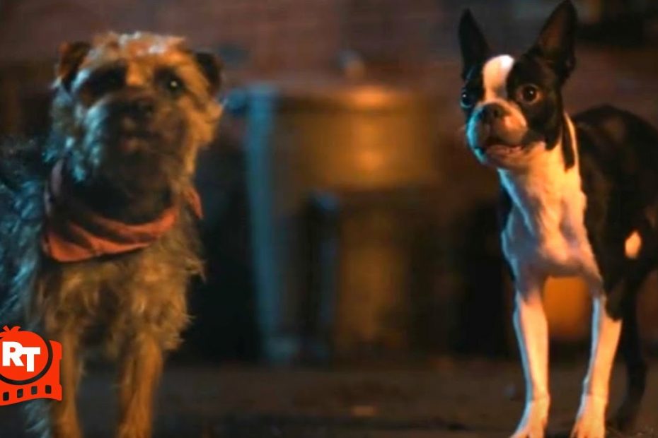 Strays (2023) - Crazy Little Dog Scene | Movieclips