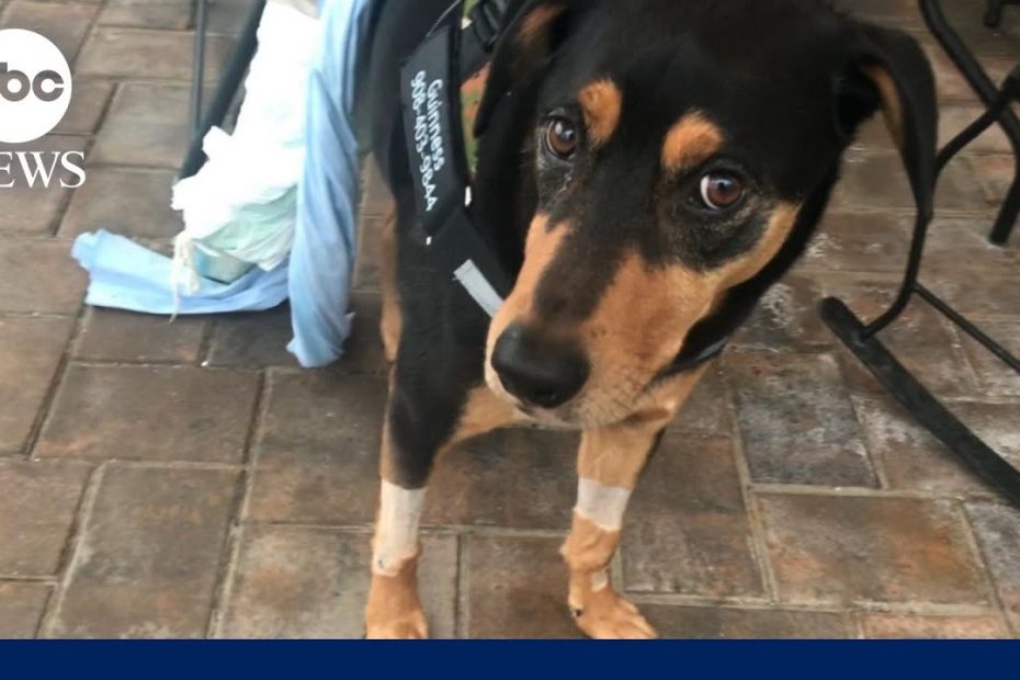 Family reunited with missing dog after contacting drone team