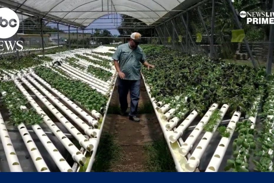 Boricuas take recovery into their own hands 6 years after Hurricane Maria | ABCNL