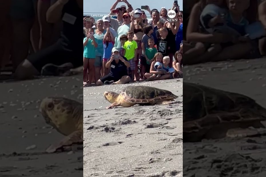 Rehabilitated sea turtle returns to ocean