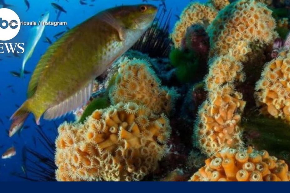 'Writing the obituary of ocean life': Ocean heat records devastate coral reefs