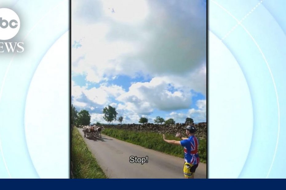 ‘Cow whisperer’ caught on camera | WNN