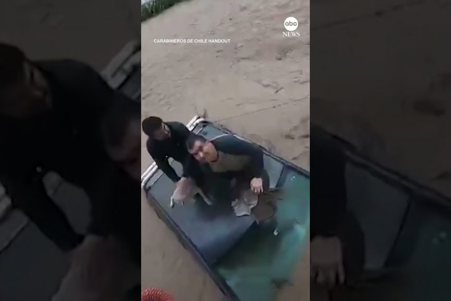 Dog, residents rescued from Chile floodwaters | ABC News